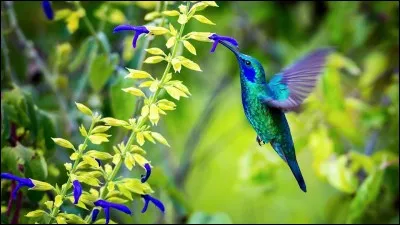 Aimes-tu la nature ?