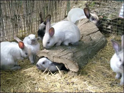 Un herbivore (lapin) mange une plante de niveau trophique 1. Le lapin est de niveau trophique 2. Que sont les lapins ?