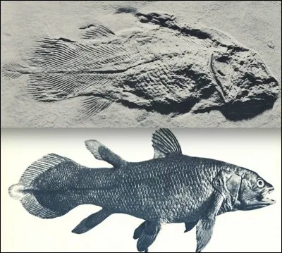 L'anacoluthe est une très ancienne espèce de poisson.