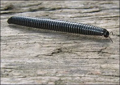 Son papa fit un voyage fameux, c'est...