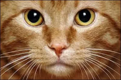 Quel nom donne-t-on aux moustaches du chat ?