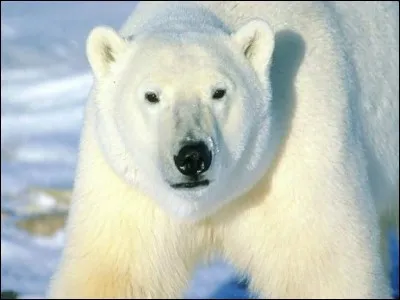 Sur l'île, tu te retrouves face à un ours polaire, que fais-tu ?