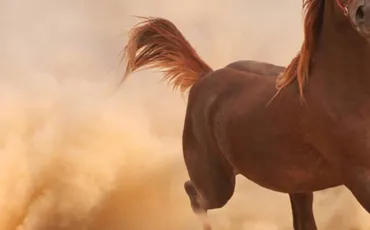 Quiz Galop 1