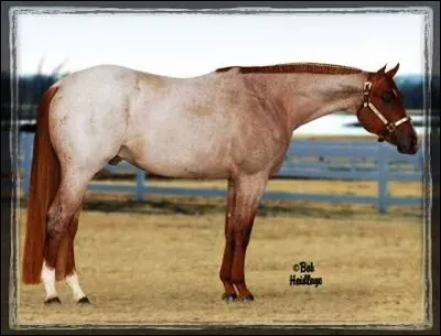 Quelle est la robe de ce cheval ?