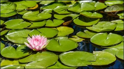 Les grenouilles vivent sur des [....].