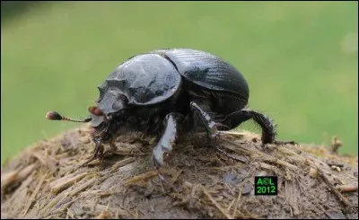 Si je vous dis "grosse commission" (en photo, un bousier), vous cochez aussitôt... ?