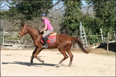 Au trot, que faut-il faire ?