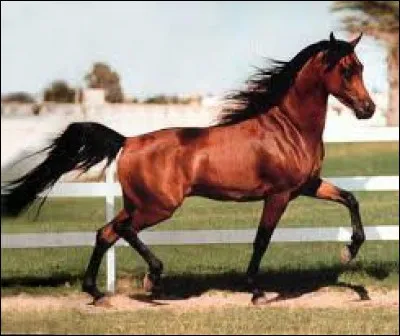 Quelle est cette race ?