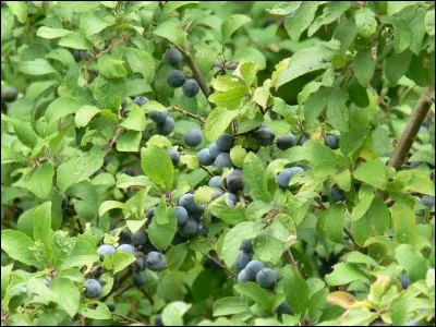 Au Royaume-Uni, comment s'appelle la boisson faite à partir de baies de prunellier (sloe berries) ?