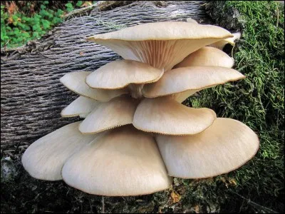 L'espèce des Pleurotus a plusieurs noms. Lequel n'en est pas un ?