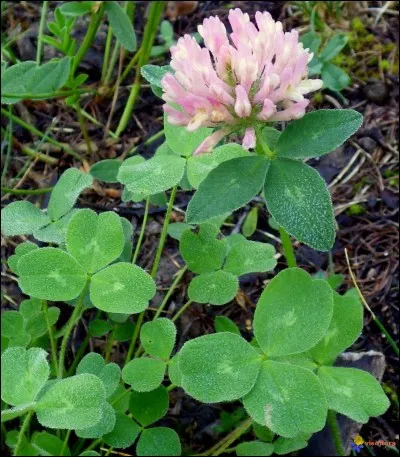 Combien de feuilles a un trèfle ?