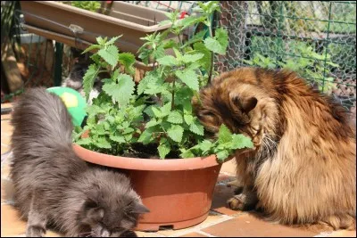 Votre vétérinaire vous donné une herbacée de la famille de la menthe appelée Nepeta cataria. Quel son nom courant ?