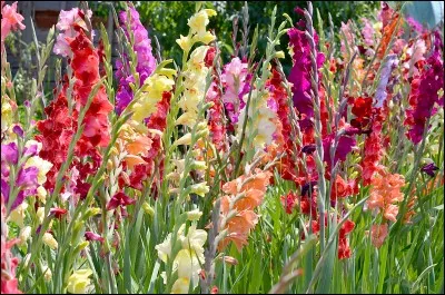 Quel membre de la famille de l'iris, originaire d'Afrique du Sud, tire son nom du mot latin signifiant ''épée" ?