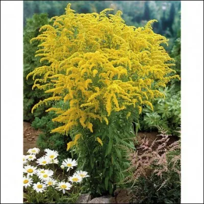 Quel est son nom latin ?