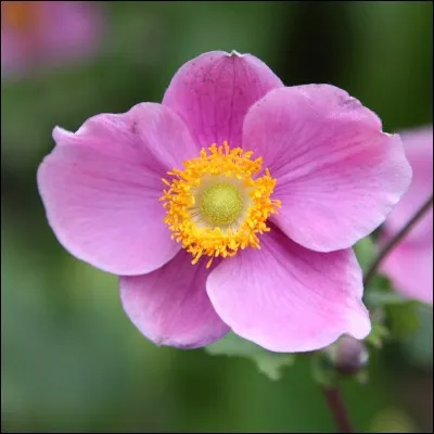 Quelle est son exposition ?