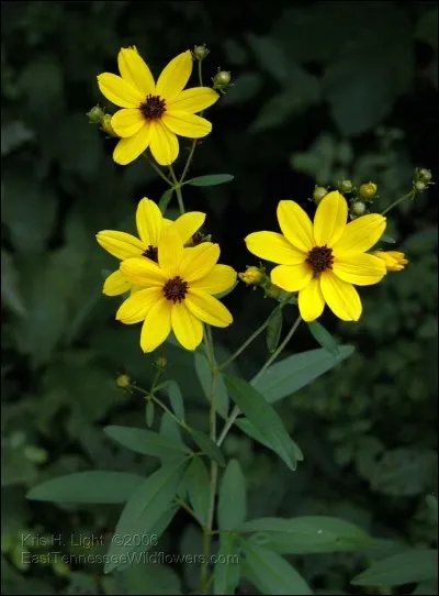 Quel est son nom latin ?