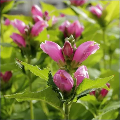 Quelle est son exposition ?