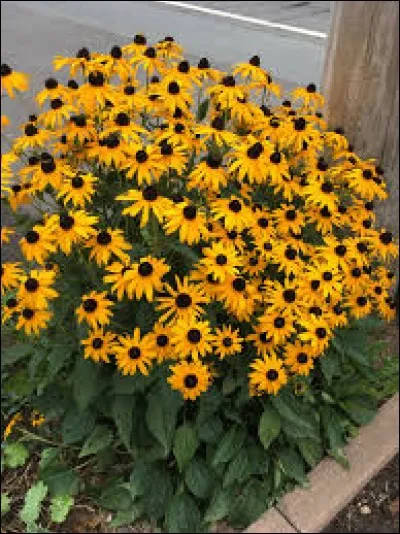 Quel est son nom latin ?