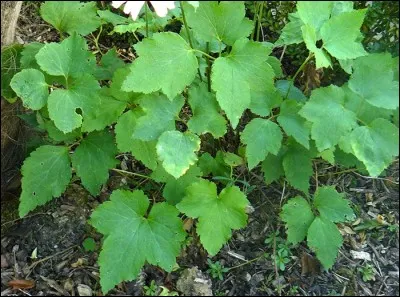 Quel est son nom latin ?