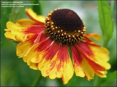 Quel est son nom français ?