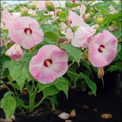 Quelle est son exposition ?