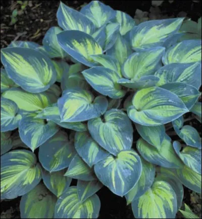 Quel est son nom français ?