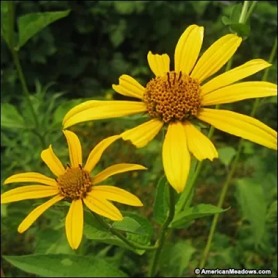 Quelle est son exposition ?