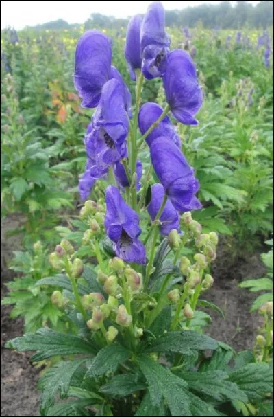 Quelle est son exposition ?