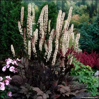 Quel est son nom français ?