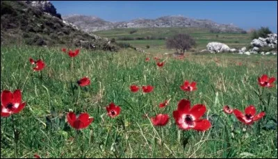 Les anémones sont les filles du vent et les fleuristes cultivent surtout l'anémone couronnée.