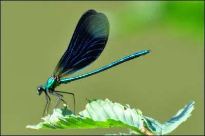 Les très gros yeux de la libellule lui permettent d'avoir une excellente vue.