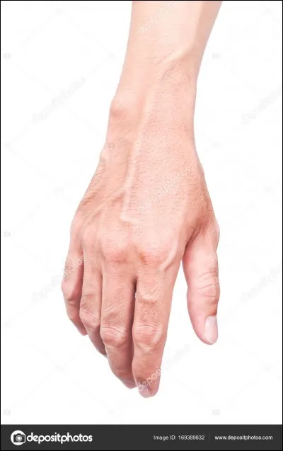 À quel système du corps humain les veines appartiennent-elles ?