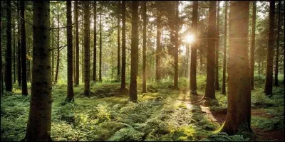 Quelle forêt peut-on associer à Robin des Bois ?