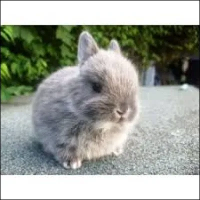 De quelle race est ce lapin ?