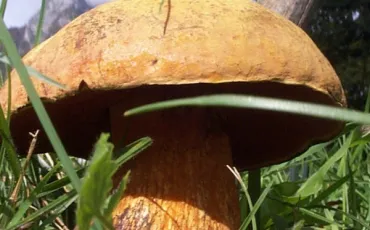 Quiz Champignons