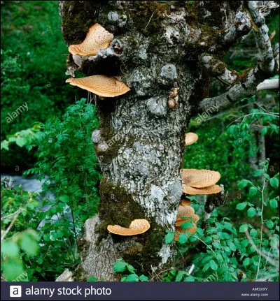 Saurez-vous préciser la valeur gustative et culinaire du champignon trouvé à la question 10 ?