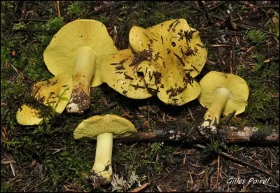 Le tricholome équestre est...