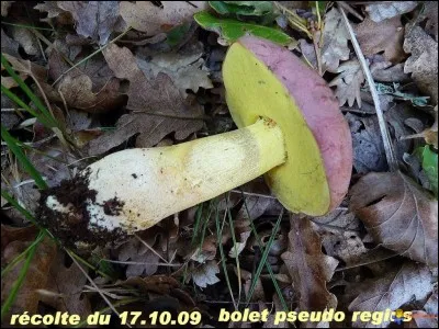 Comment s'appelle ce champignon ?