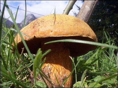 Quel est cet appétissant champignon ?