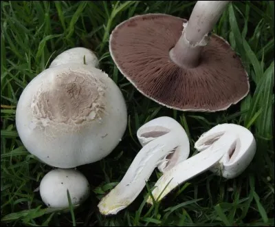 Quel est le niveau de toxicité de l'agaric jaunissant ?