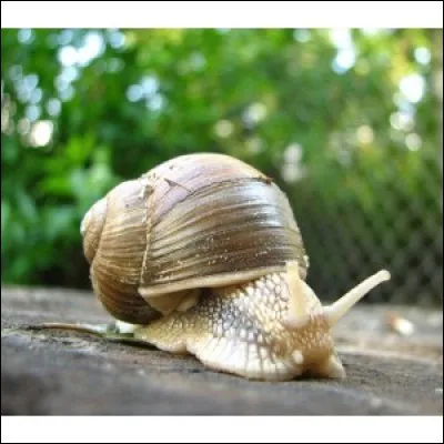 Combien de mètres parcourt un escargot en une heure ?