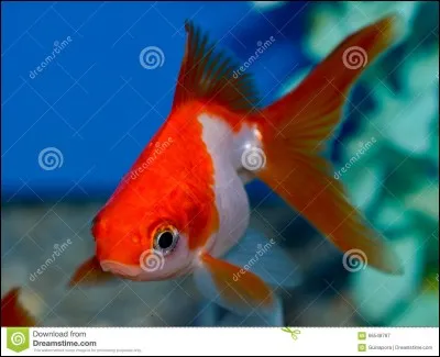 Une litote est un petit poisson de la mer Rouge.