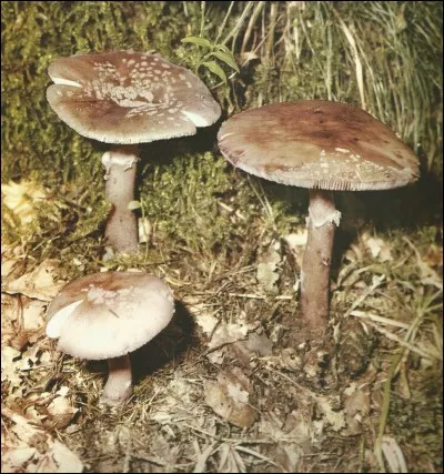 Quel est l'autre nom de l'amanite vineuse ?