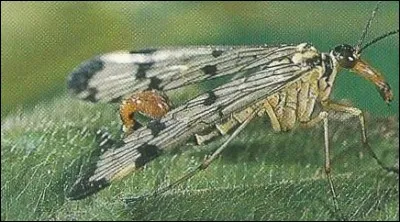 Quel est cet insecte ?