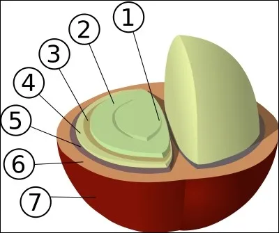 Comment s'appelle la structure du fruit indiquée par le cercle numéro 3 ?