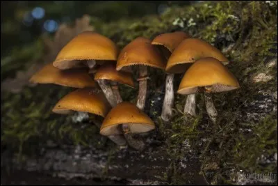 Tiens, en voilà un autre :