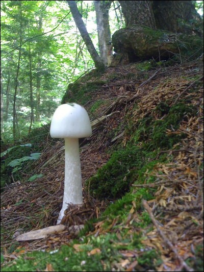 Quel est ce champignon ?