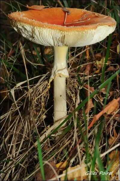 Que dites-vous de celui-ci ?