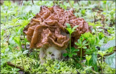 J'aperçois quelque chose au loin. Mais qu'est-ce que c'est ?