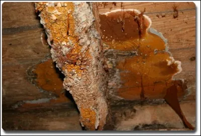 Pouah ! Il n'a pas l'air appétissant celui-là ! 
Mais c'est quand même un champignon.

Hein ?...